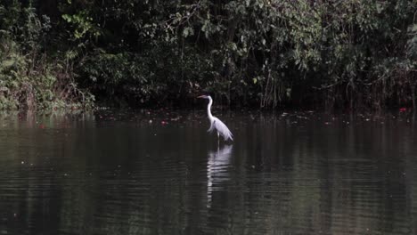 zoom shot of brazilian heron on river in sao paulo, brazil