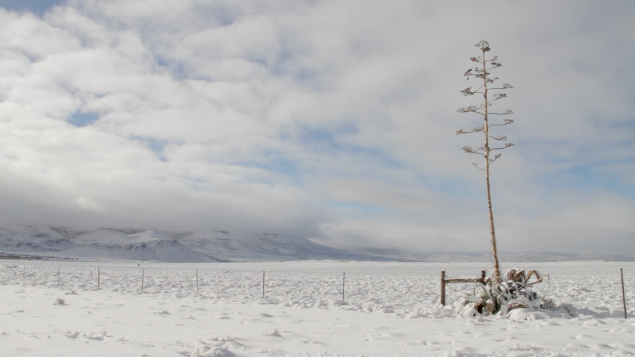 agave en medio del invierno en el desierto
