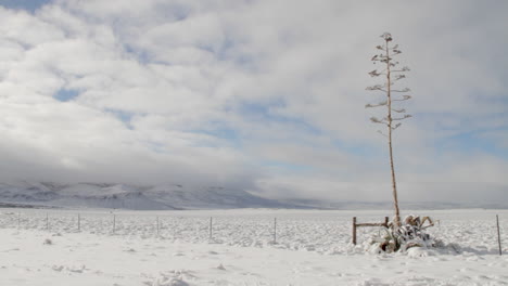 Agave-in-the-middle-of-winter-in-the-desert