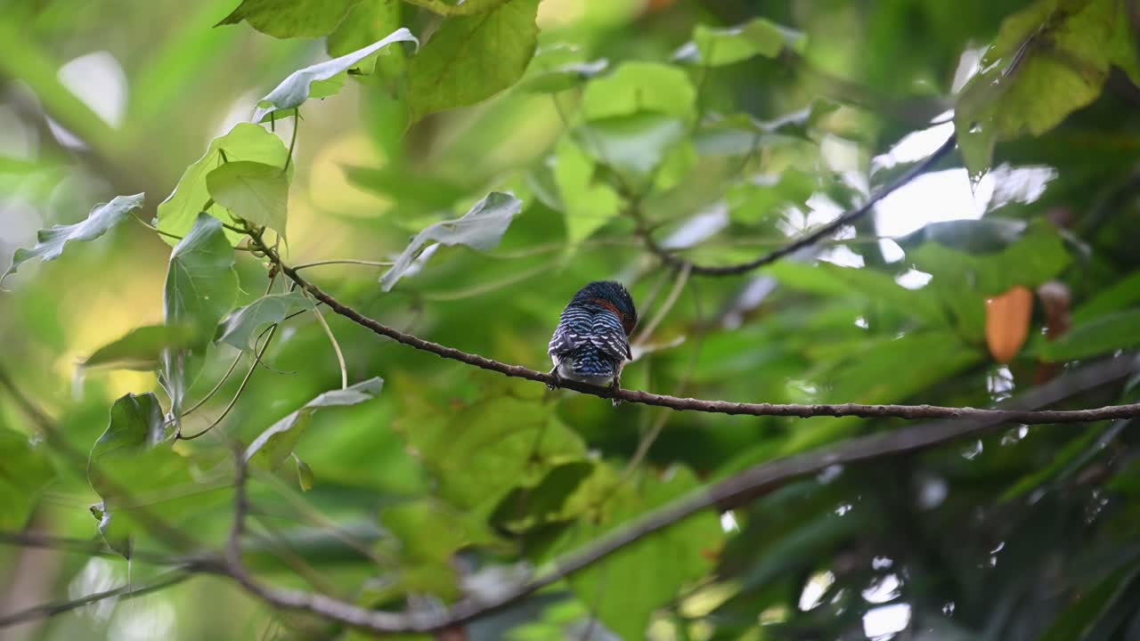 un joven macho visto desde atrás moviendo su cresta mientras mira hacia abajo, martín pescador anillado lacedo pulchella, parque nacional kaeng krachan, tailandia