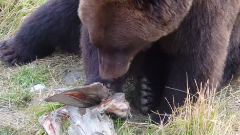 un gran oso grizzly de alaska olfatea y mastica un hueso de una comida reciente