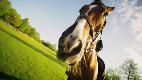 woman riding a horse in a sunny field