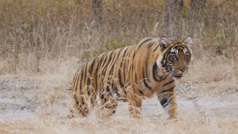 Tigre-Real-De-Bengala-Vagando-Por-El-Bosque-De-La-India