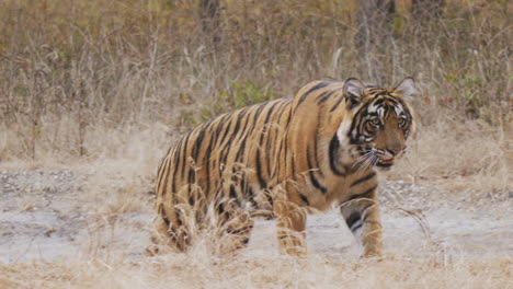 royal bengal tiger roaming in the forest of india