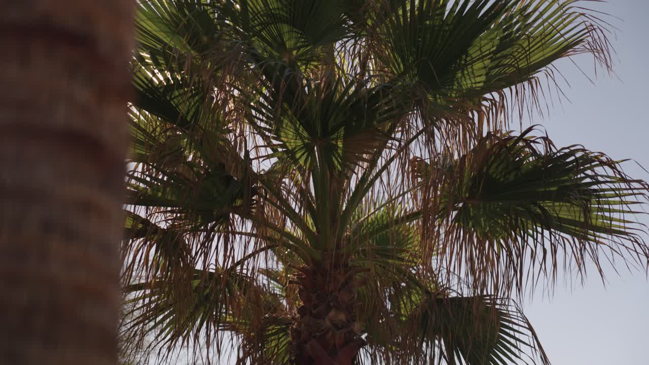 Shot of a palm tree behind a palm tree trunk on the beach with the sky behind