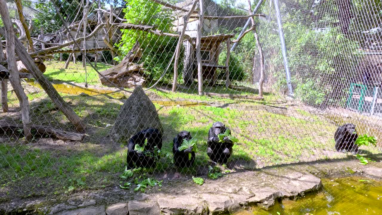 Two chimpanzees sit near a pond inside a zoo enclosure, feeding and chewing in bright daylight. Static camera, naturalistic habitat, wire fence visible