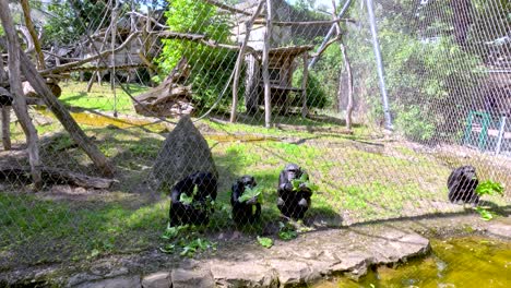 two chimpanzees sit near a pond inside a zoo enclosure, feeding and chewing in bright daylight. static camera, naturalistic habitat, wire fence visible