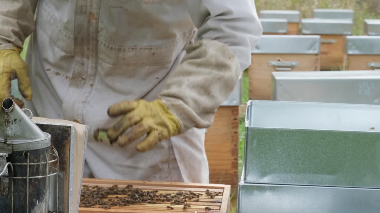 A beekeeper spends time in the middle of the forest by the beehives, holding a bee vacuum cleaner used to produce white smoke to calm the bees, he sprays it over the apiary