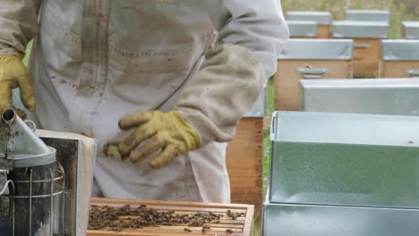 a beekeeper spends time in the middle of the forest by the beehives, holding a bee vacuum cleaner used to produce white smoke to calm the bees, he sprays it over the apiary