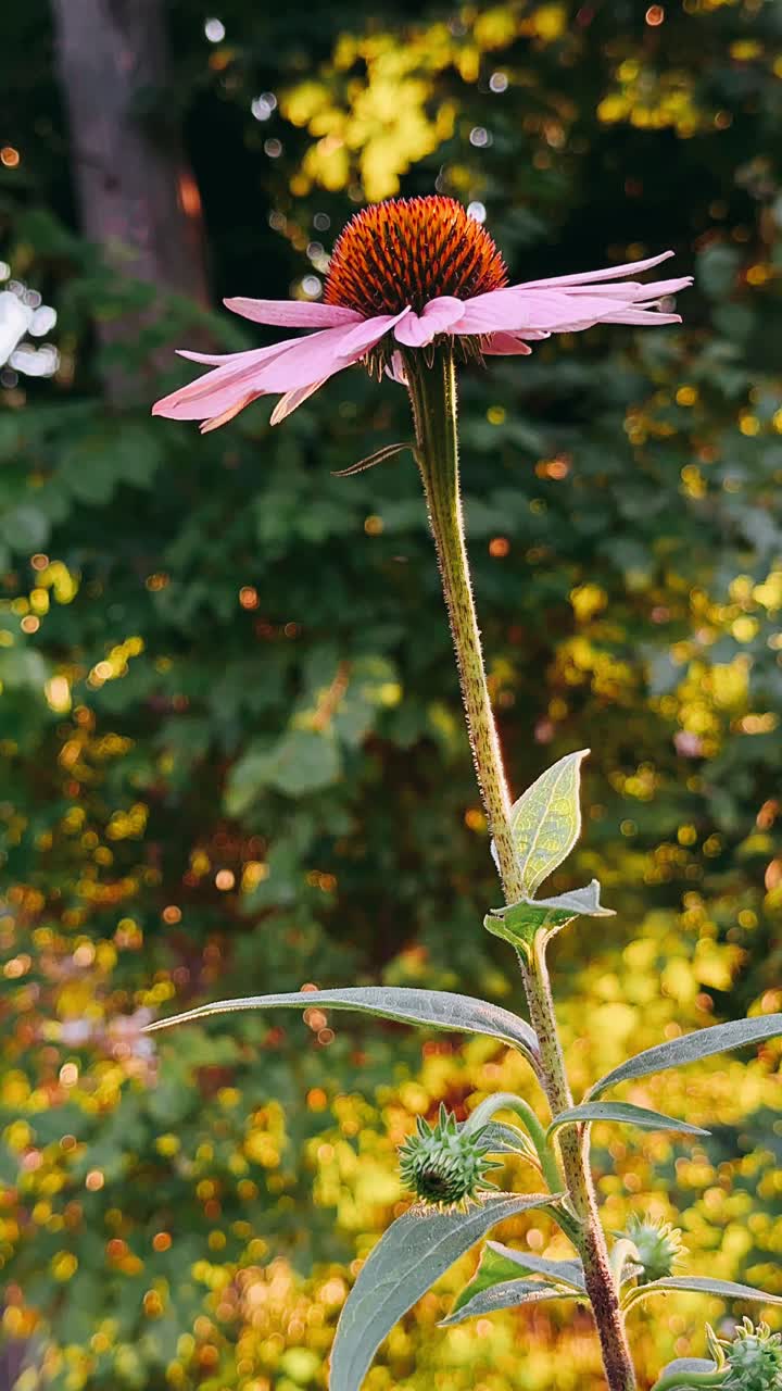 flor de cono rosa a la luz del sol
