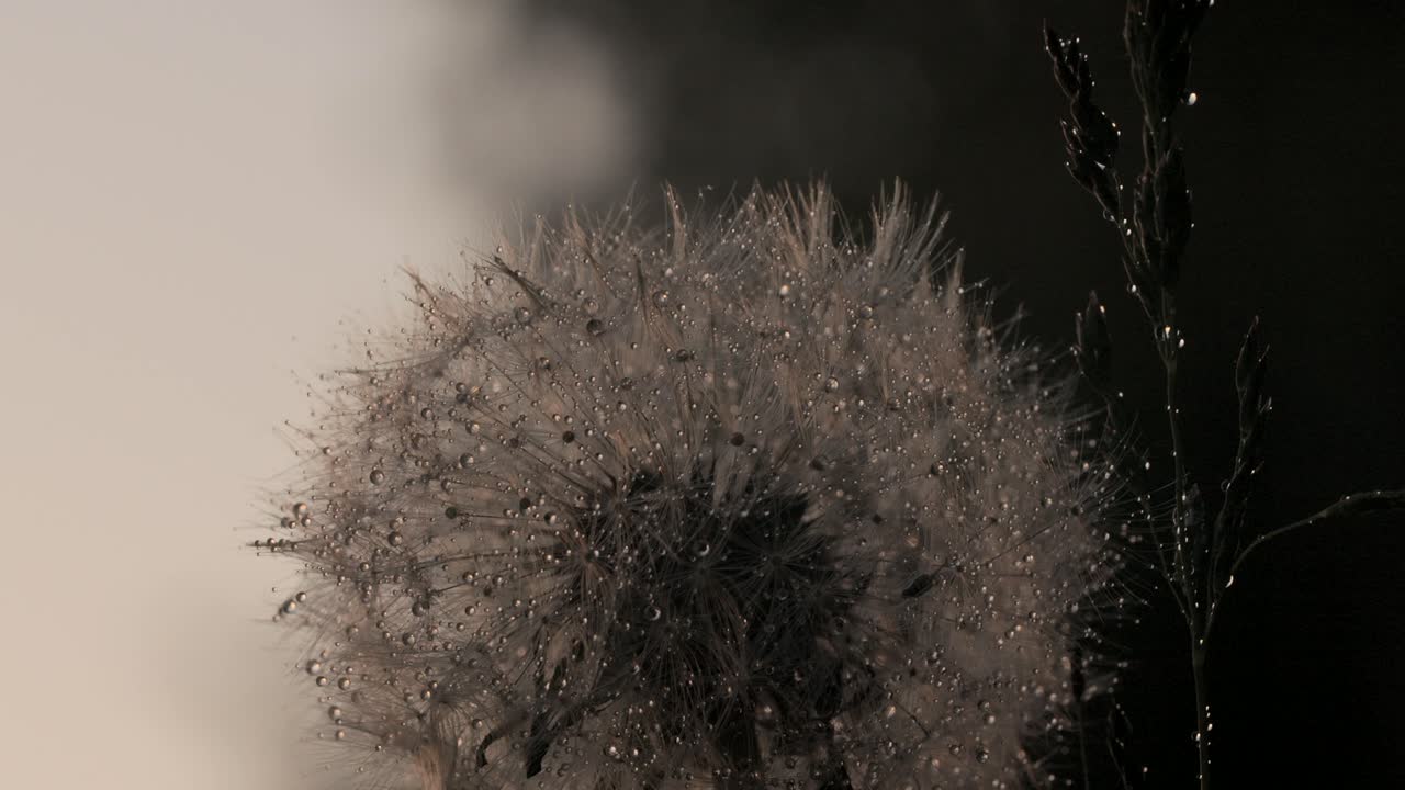 Dew-kissed Dandelion