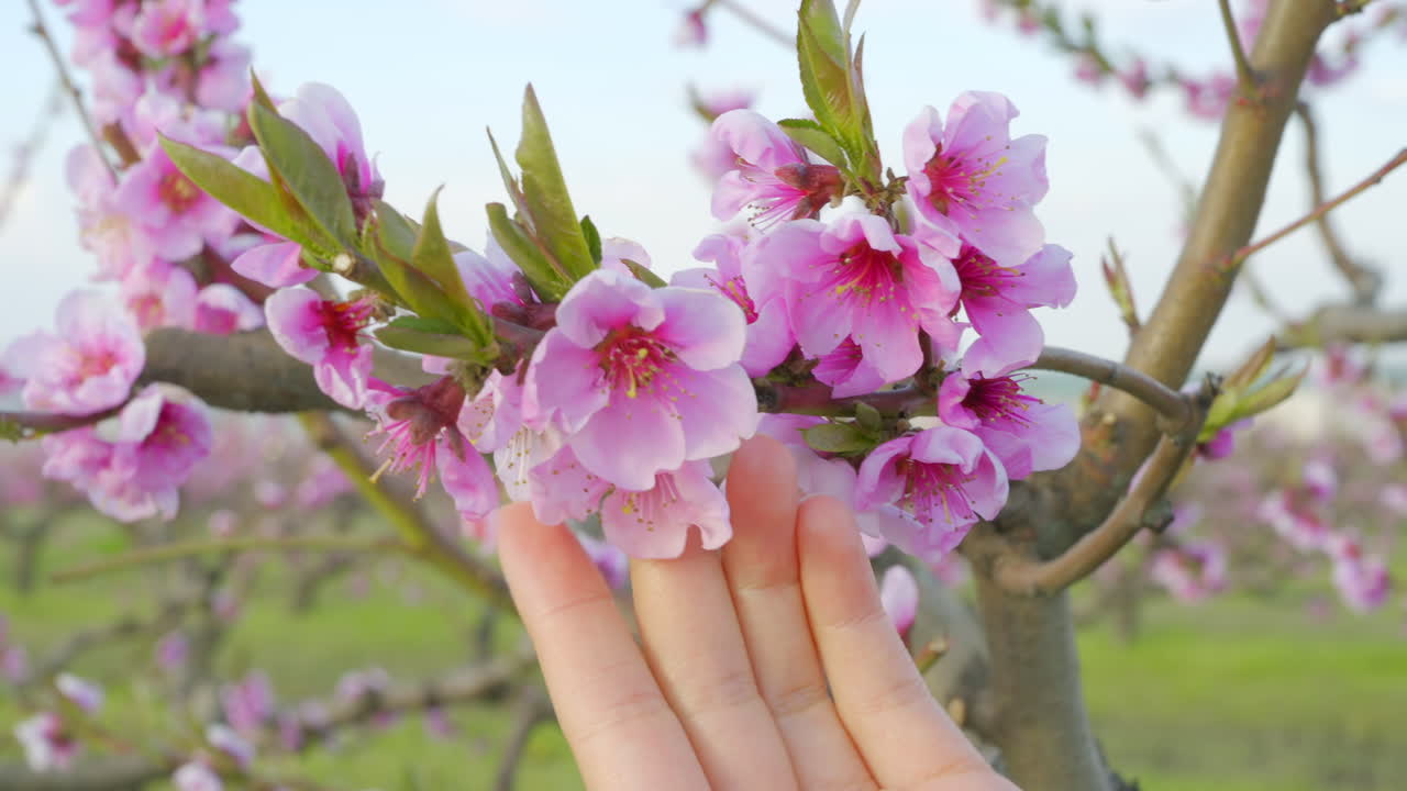 Close up of a woman's hand touching a tree branch with pink flowers in full bloom in an orchard