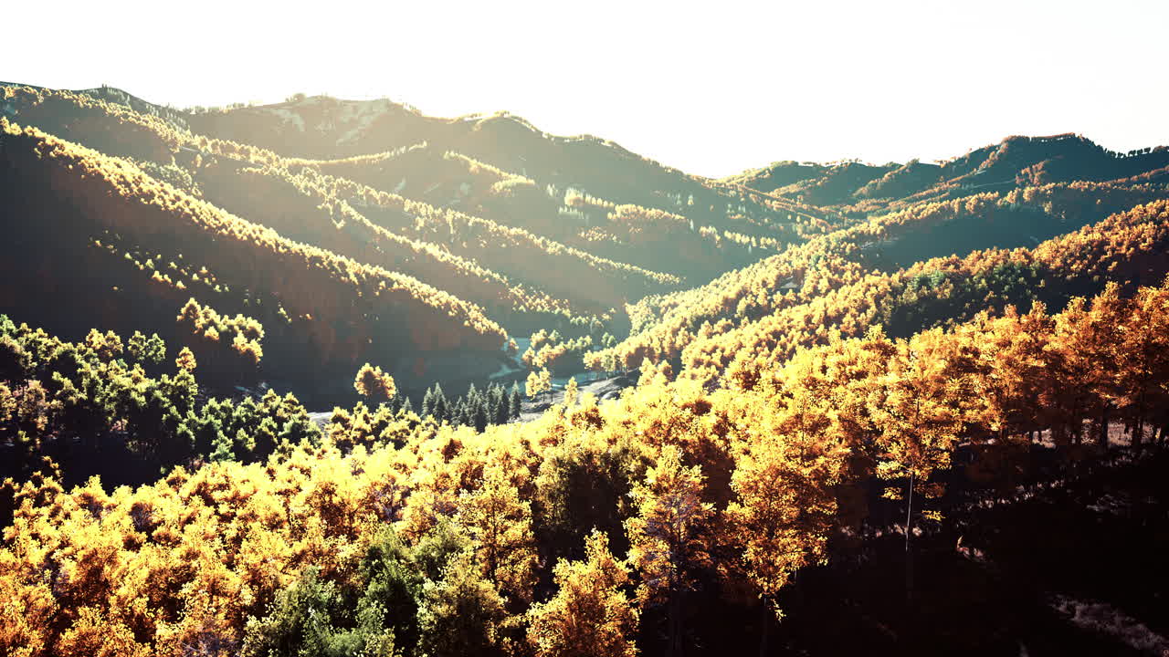 아름다운 오렌지와  ⁇ 은 가을 숲