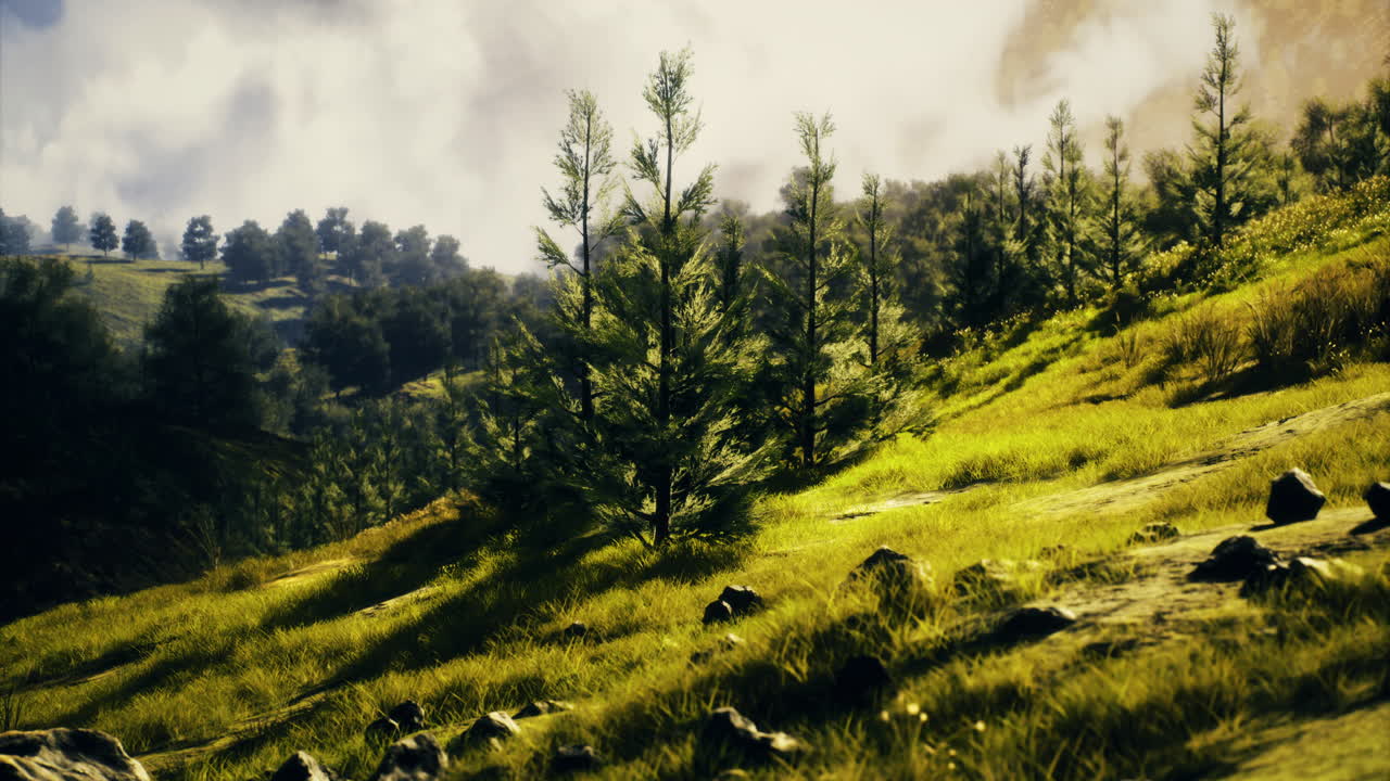 Lush green landscape with tall trees under a cloudy sky in daylight