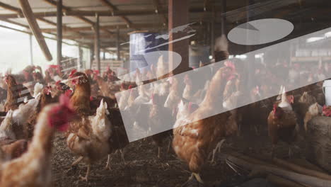 in barn, chickens surrounded by animation of abstract shapes and lines