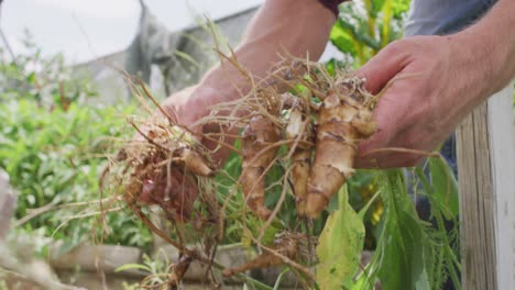 Midsection-of-caucasian-man-collecting-vegetables-in-greenhouse