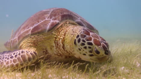 tortuga 33