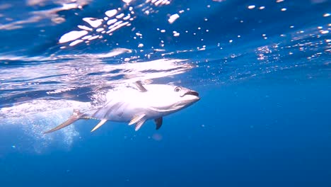 underwater view of a tuna freaking out