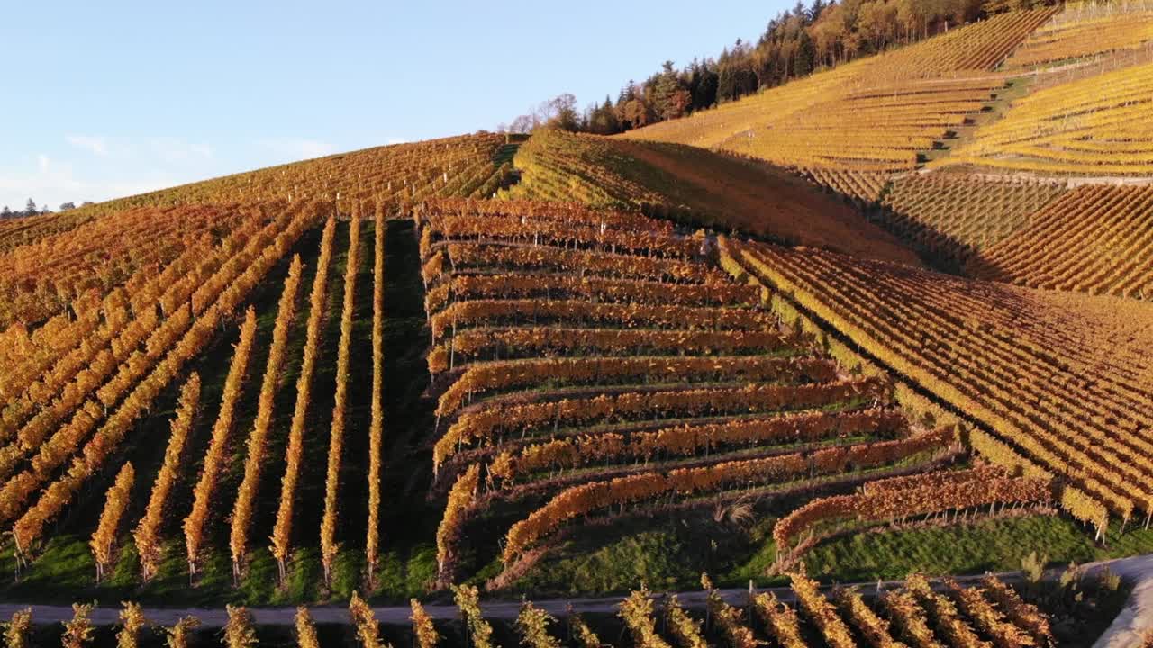 I vigneti risplendono con i colori vivaci dell'autunno.
