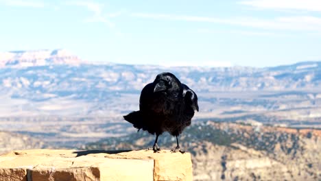 un cuervo negro rígido o un cuervo parado sobre un pilar de roca en un soleado día de invierno en el parque nacional bryce canyon, utah