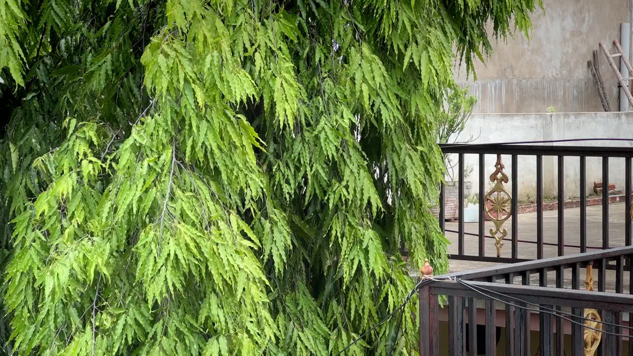 saraca asoca árbol balanceándose lentamente en el viento, comúnmente conocido como el árbol ashoka