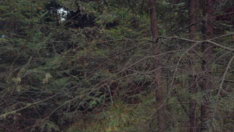 Toma-Panorámica-Baja-De-Mariposas-Monarca-Y-Fotógrafos