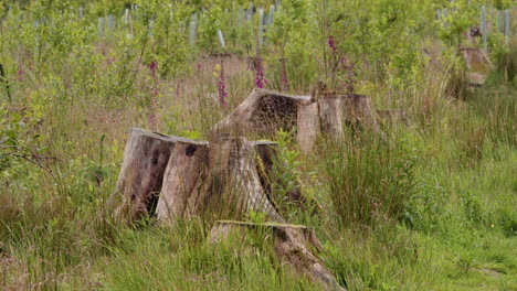 tree stumps in a lush green field
