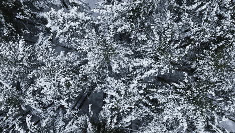 El-Bosque-Del-Medio-Oeste-Transformado-En-Un-Espectáculo-Nevado-Se-Muestra-A-Través-De-Imágenes-De-Drones-Después-De-La-Tormenta-De-Nieve.