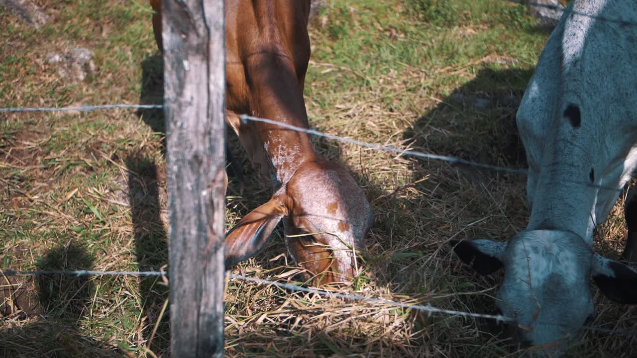 mucche in una fattoria che mangiano pascolo - primo piano al rallentatore