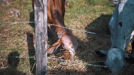 cows on a farm eating pasture - slow-motion close-up shot