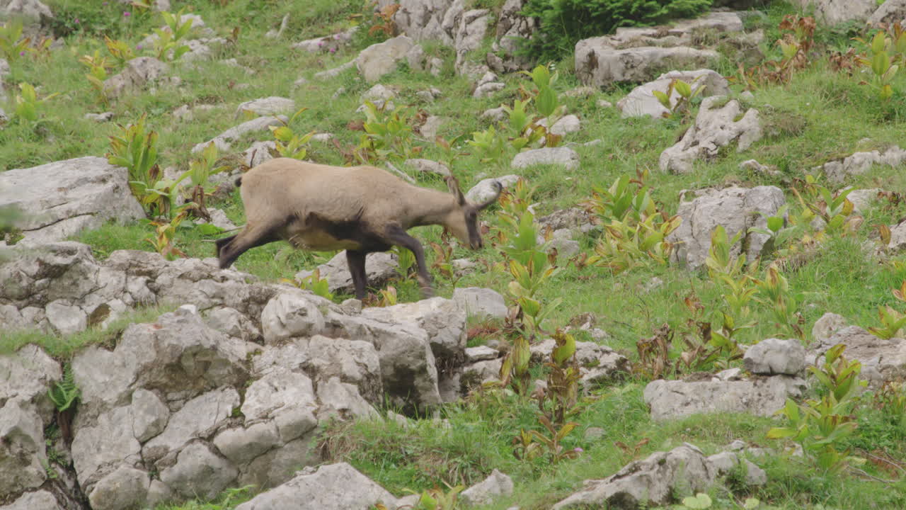 cerca de gamuza de pie y caminando en un prado en lo alto de las montañas