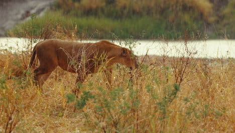 lioness in a rainy savanna