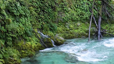 a fast-moving turquoise stream winds through dense, mossy rainforest with vibrant green foliage. natural daylight, steady camera, tranquil and refreshing atmosphere