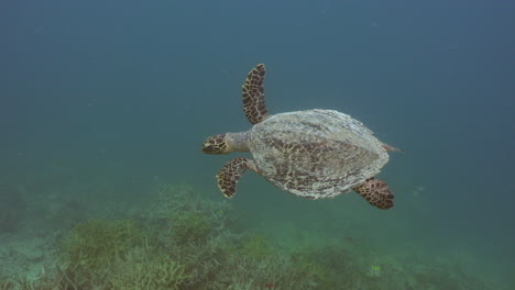 Eine-Karettschildkröte-Schwimmt-Auf-Ein-Stück-Hirschhornkoralle-Zu-Und-über-Dieses-Hinweg