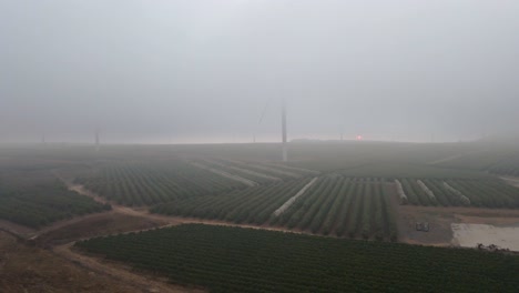 foggy sunrise over olive groves and wind turbines