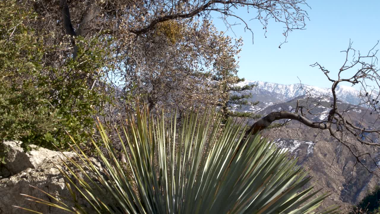 vista panorámica derecha del bosque nacional angeles cubierto de nieve
