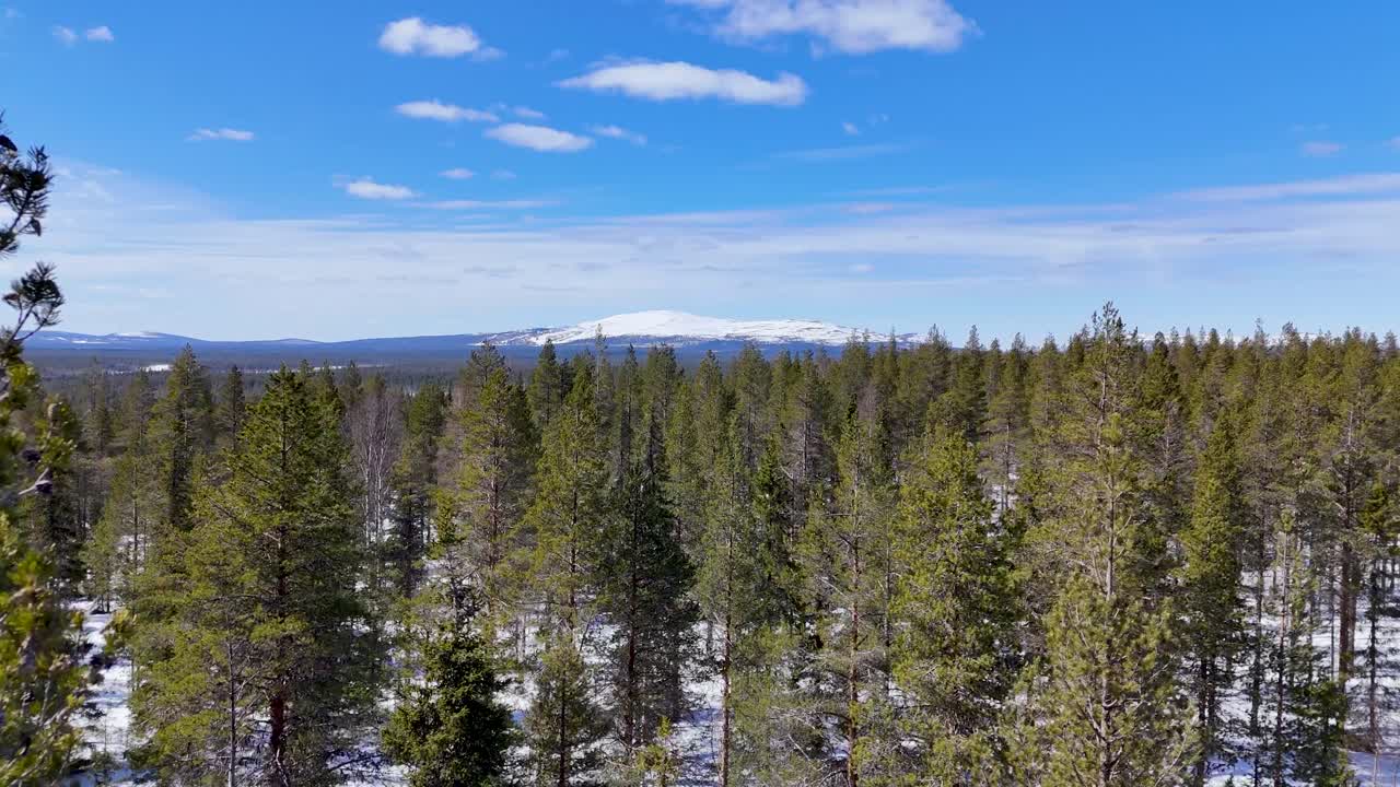 Low-flying drone flight close to treetops in Finland's Lapland region north of the Arctic circle.