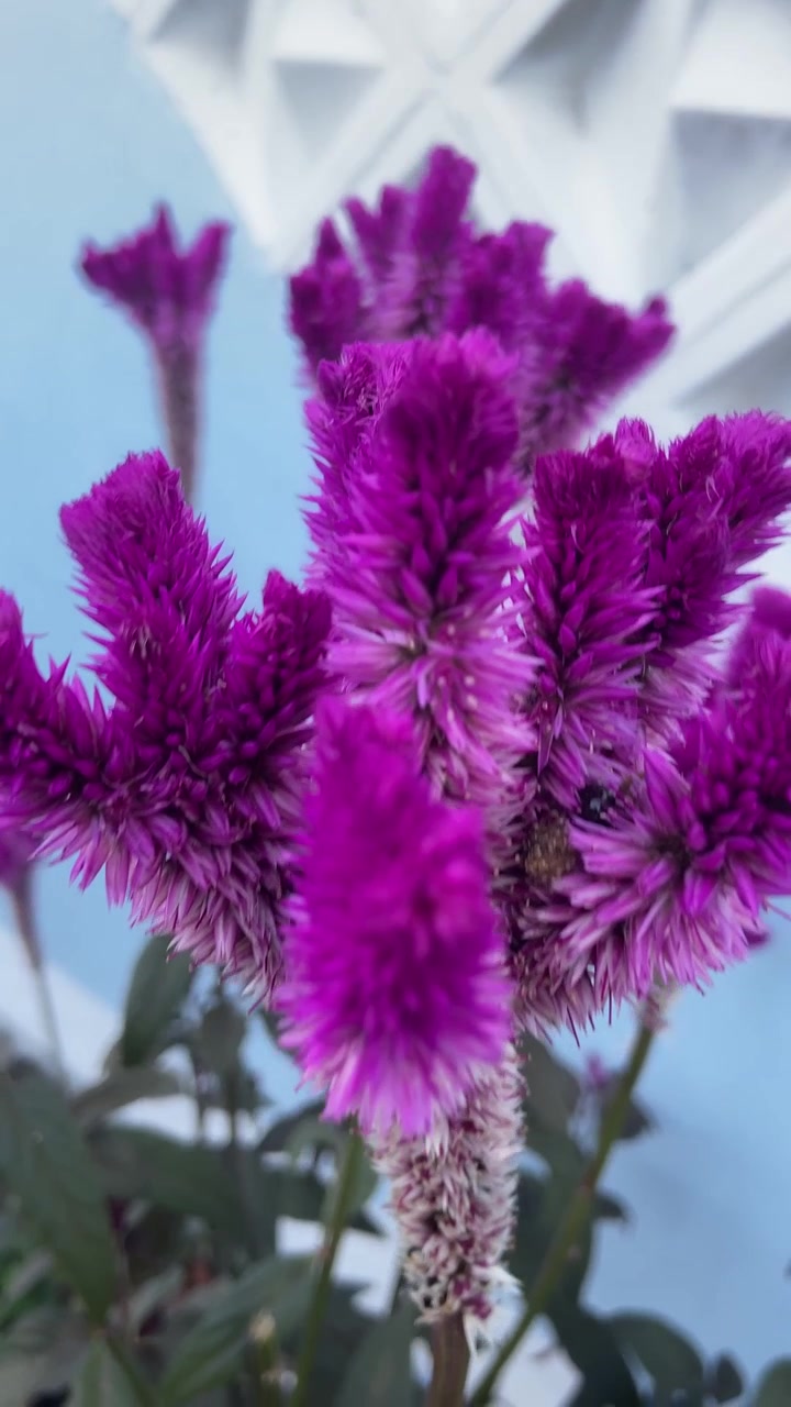 Levende lilla Celosia-blomst blomstrer i en have