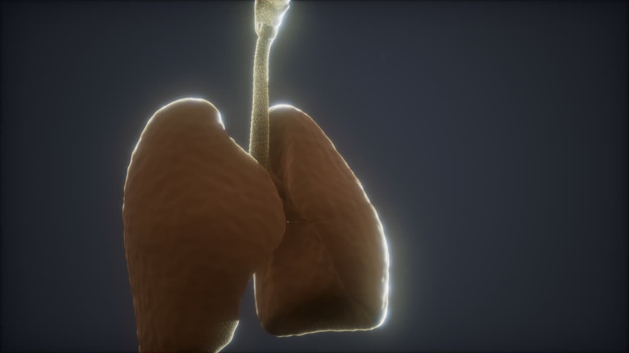 animación en 3d de los pulmones humanos