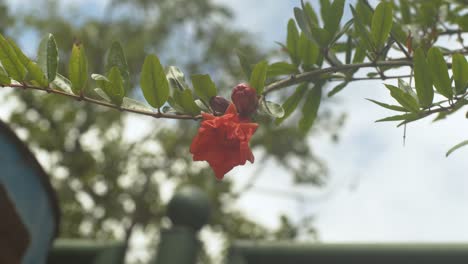 ザクロの木の枝にザクロの花