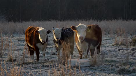 three miniature hereford cows look at camera on frosty cold morning