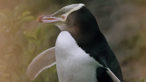 a vibrant, yellow-eyed penguin at sunset in katiki point lighthouse, moeraki, new zealand - close up