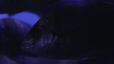 cerca de peces nadando bajo el agua 09