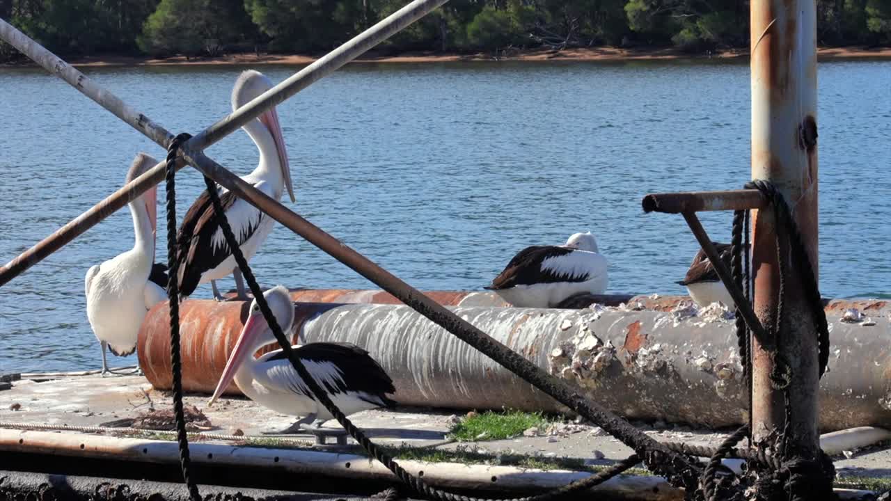 Four large pelicans sunbathing on a commercial dock on Pambula lake, New South Wales, Australia