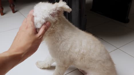 white toy poodle enjoying gentle strokes from owner's hand indoors