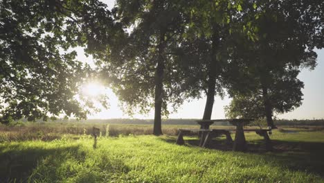 peaceful picnic spot under trees