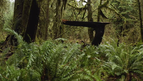 hoh rainforest, mossy tree trunks ferns and lush vegetation at olympic national park usa, sideways view