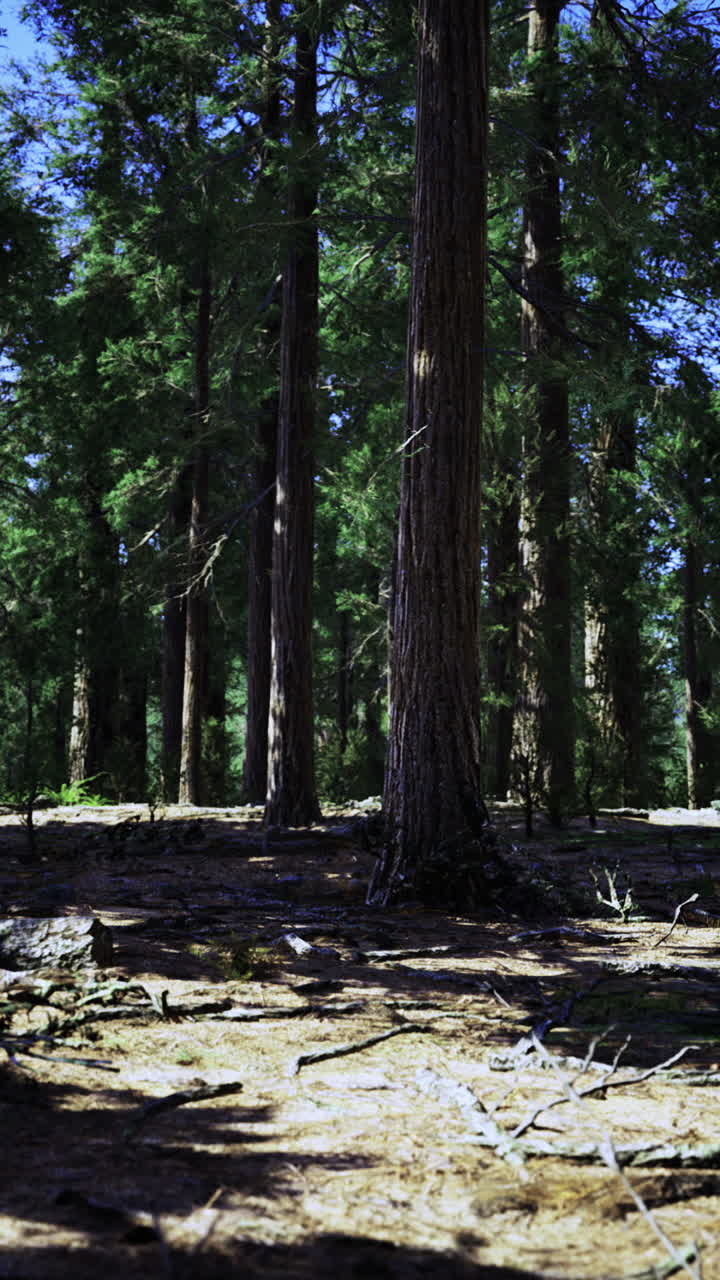 Luce del sole che filtra tra gli alberi alti in una foresta tranquilla a mezzogiorno