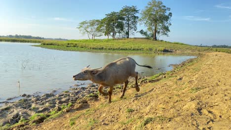 Büffelkalb,-Das-Hinunter-Zum-Fluss-Läuft