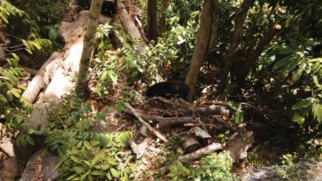 Die-Vom-Aussterben-Bedrohten-Malaiischen-Sonnenbären-Durchstreifen-Den-Regenwaldboden-In-Ihrem-Natürlichen-Lebensraum-Borneo